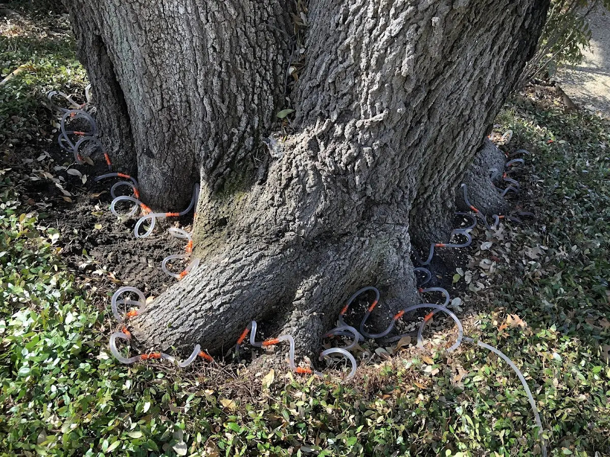 Detailed Tree Cabling and Bracing job site in Clutier