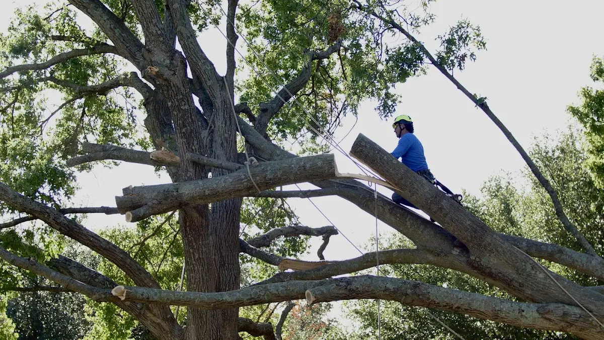 Professional Crown Thinning performed by certified arborists in Clutier